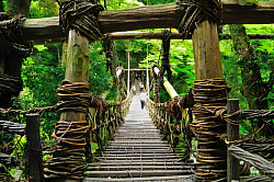 Ponts de lianes mystérieux